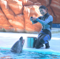イルカとお姉さん③