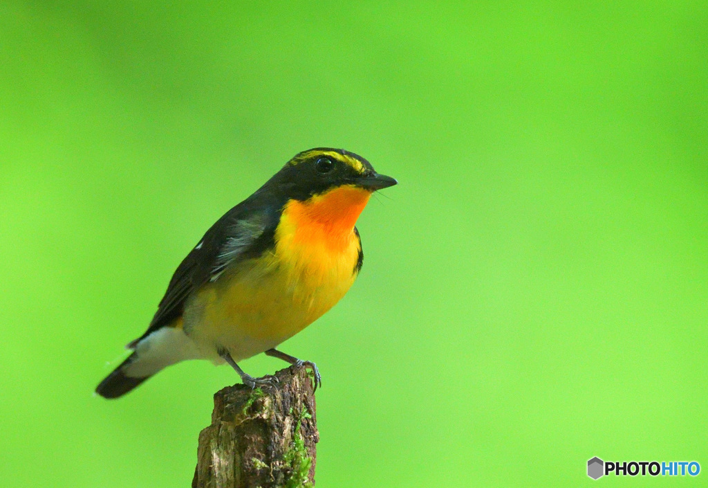 在庫のキビタキ君