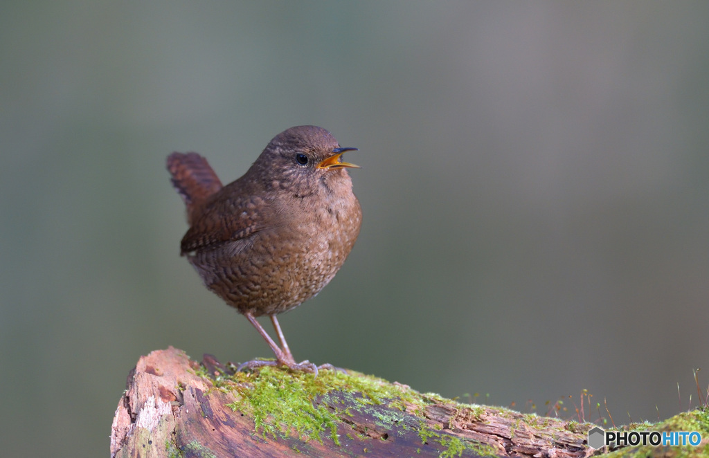 ミソサザイ2020④