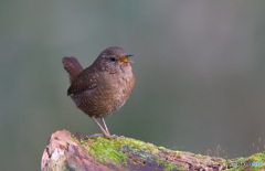 ミソサザイ2020④