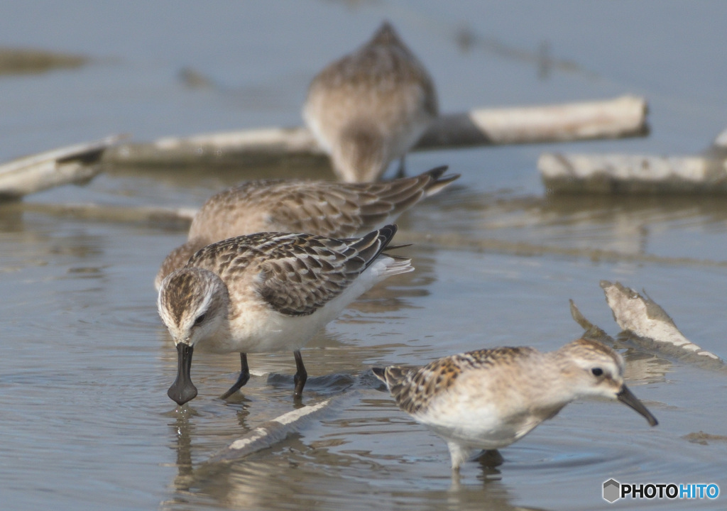 ヘラシギと仲間たち②