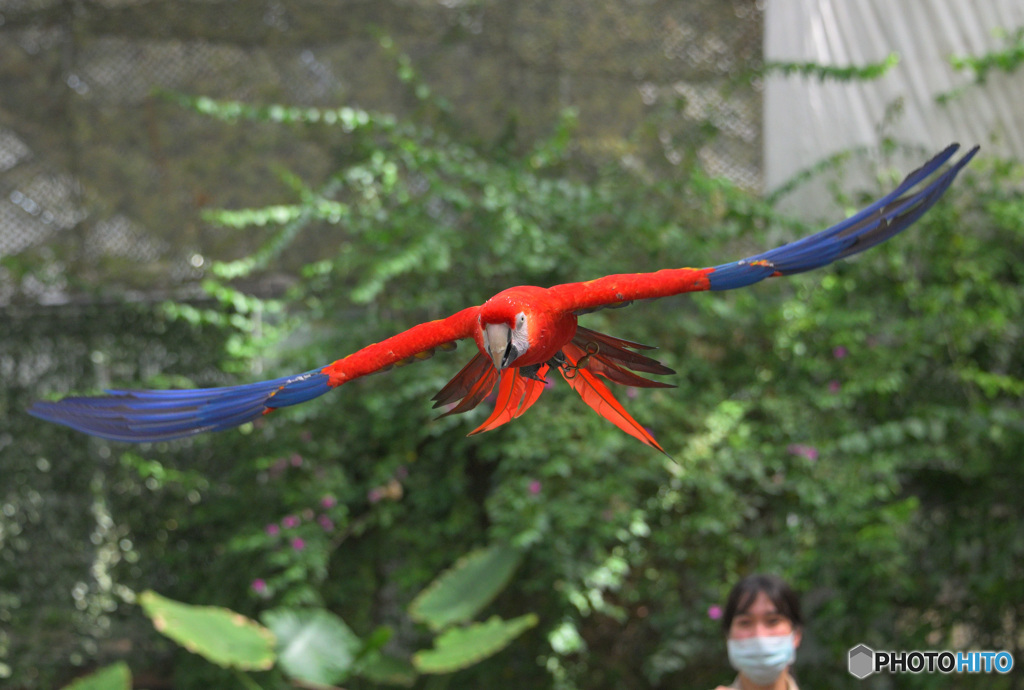 アカコンゴウインコ