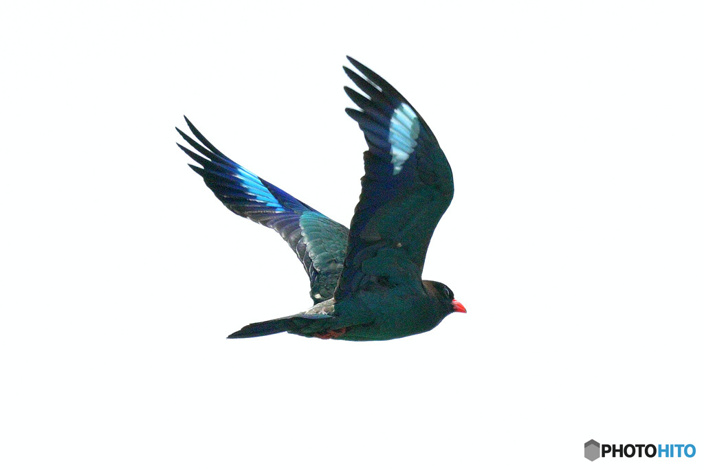 ブッポウソウ2022⑨