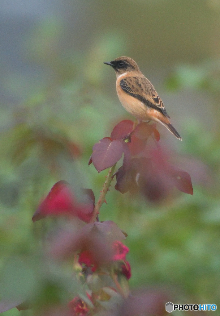バラにノビタキ