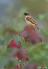 バラにノビタキ