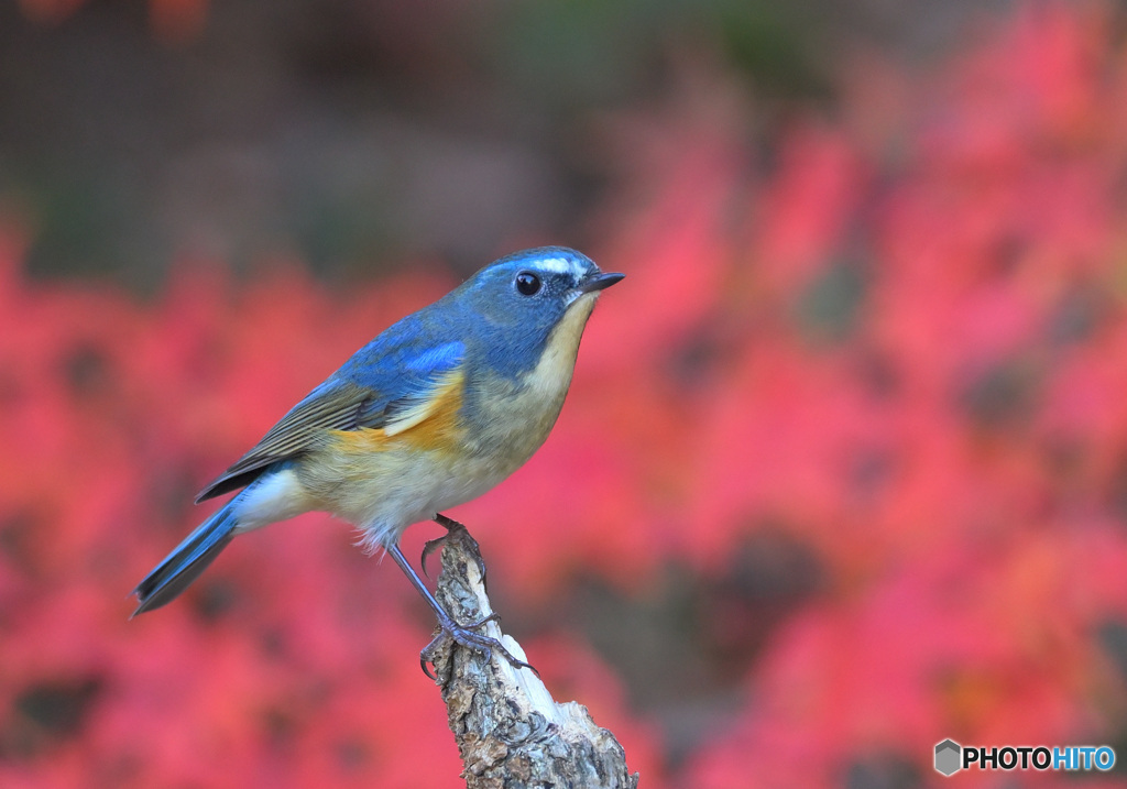 紅葉にルリビタキ⑦