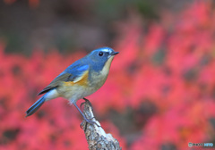 紅葉にルリビタキ⑦