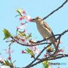 桜にニュウナイスズメ⑩