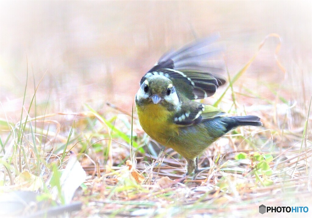 迷鳥キバラガラⅥ