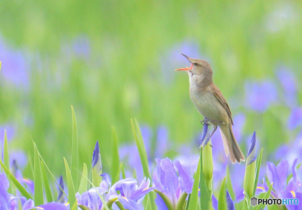 菖蒲にオオヨシキリ