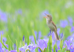 菖蒲にオオヨシキリ