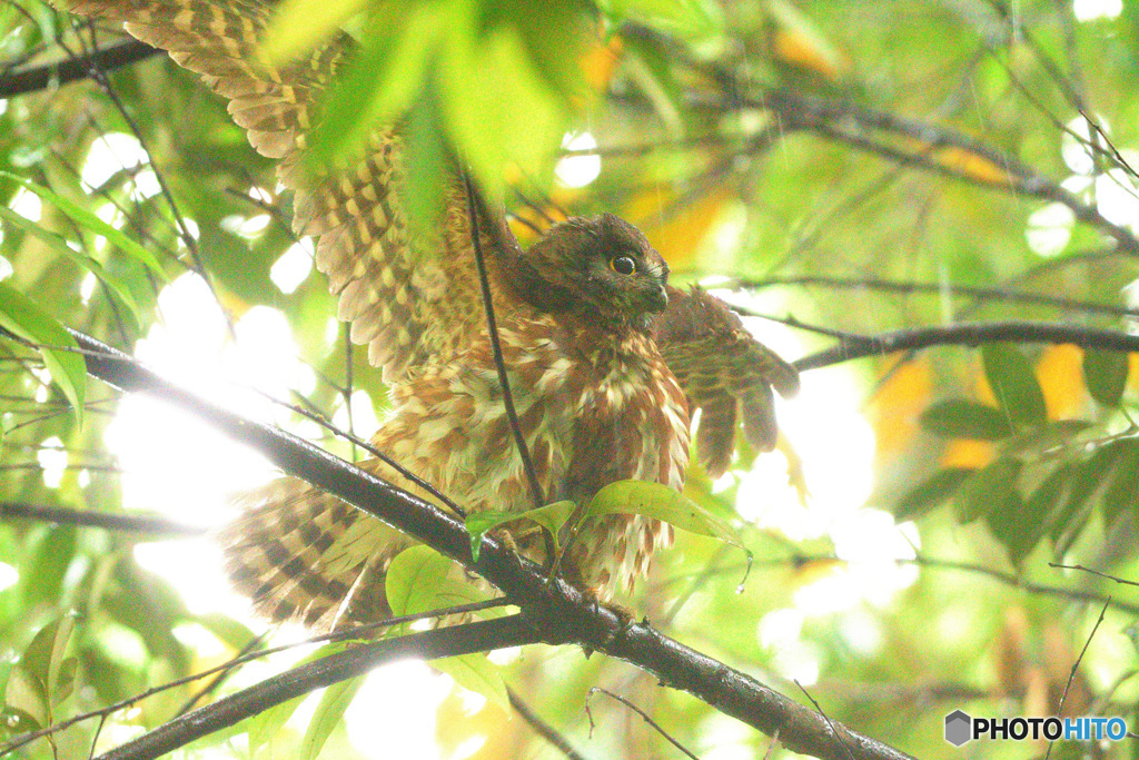 雨の日のアオバズクⅦ