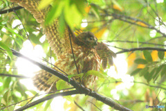 雨の日のアオバズクⅦ