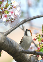 桜にニュウナイスズメ⑬