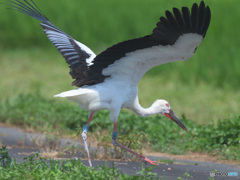 コウノトリの助走