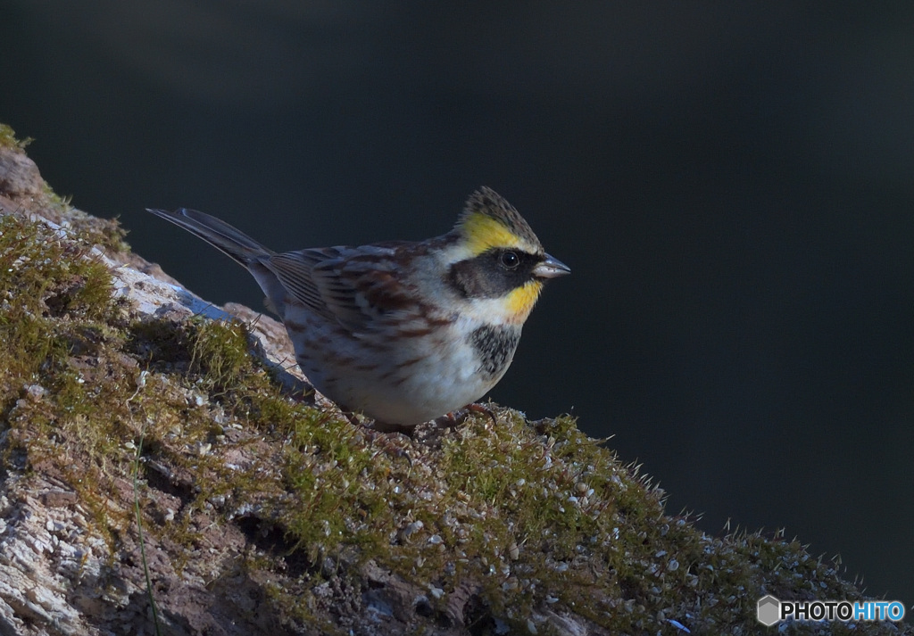 ミヤマホオジロ2022⑨