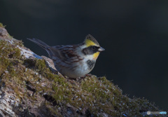 ミヤマホオジロ2022⑨