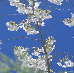 青空に桜