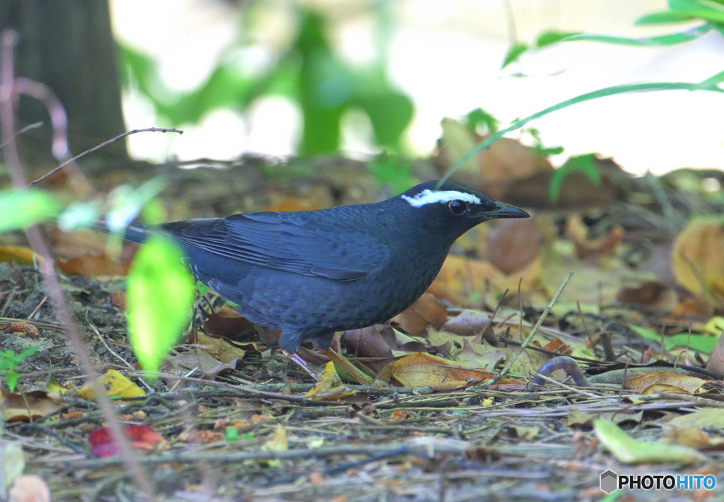 5月のマミジロ君④