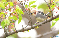 桜にコムクくんⅢ