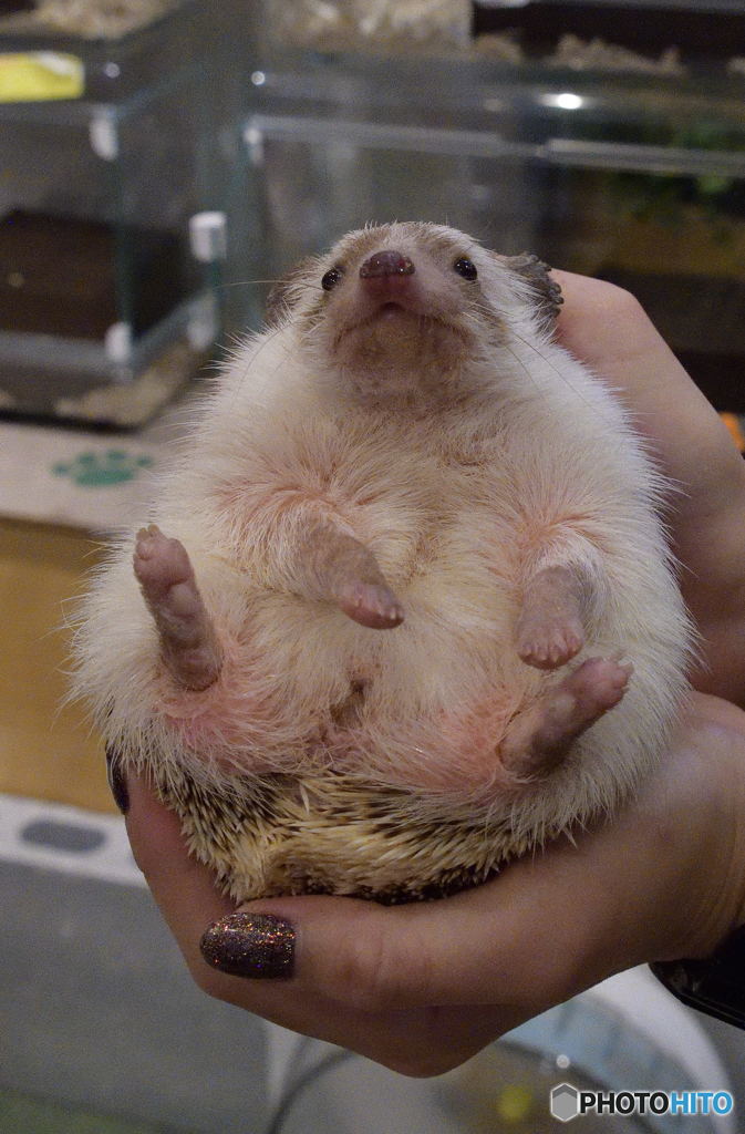 ちょっぴりメタボ？