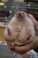 ちょっぴりメタボ？