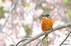 桜カワセミⅡ
