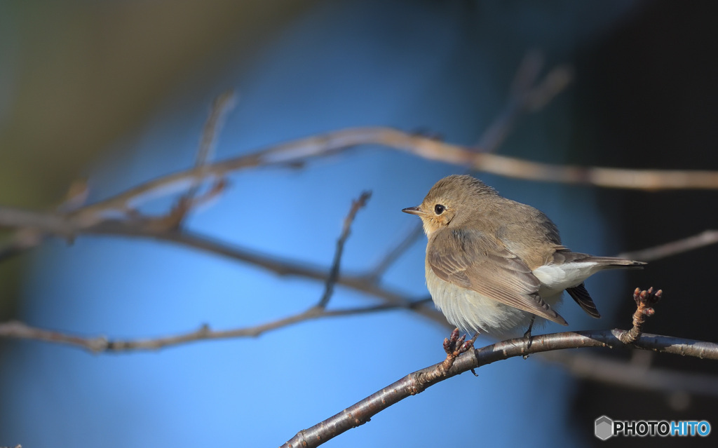 ニシオジロビタキ2020②