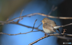 ニシオジロビタキ2020②