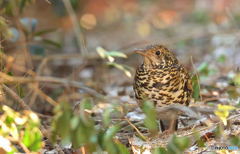 トラツグミ