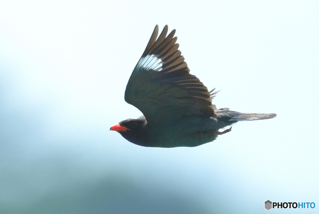 在庫のブッポウソウ