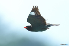 在庫のブッポウソウ