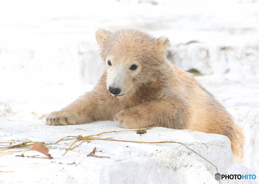 シロクマの赤ちゃん