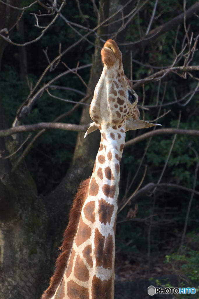 首を長くして待っております