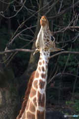 首を長くして待っております