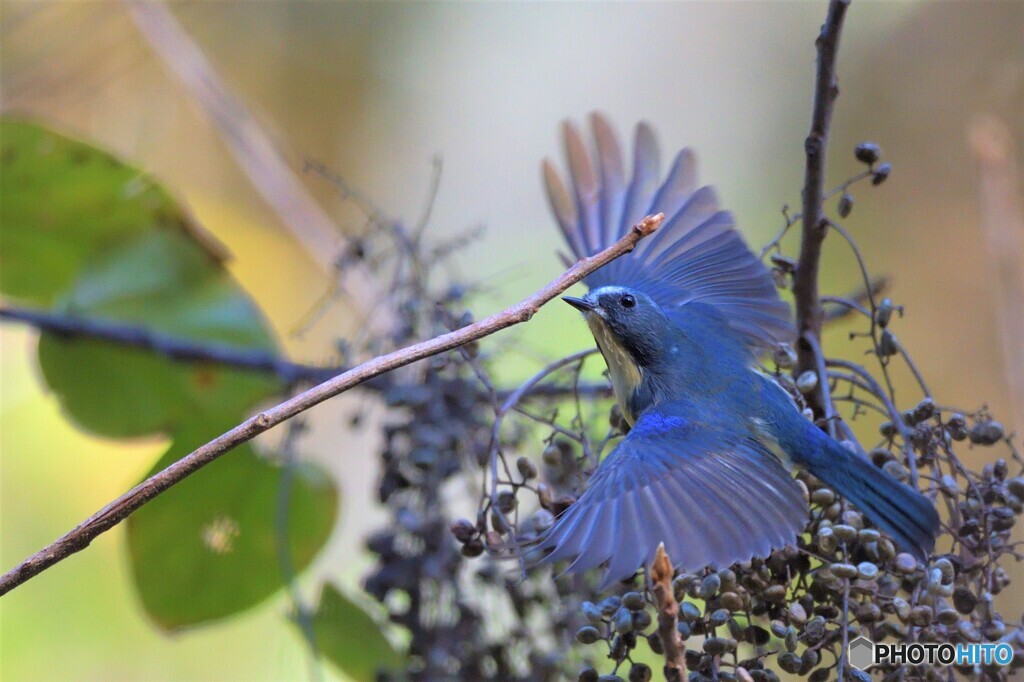 元気なルリビタキ君