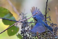 元気なルリビタキ君