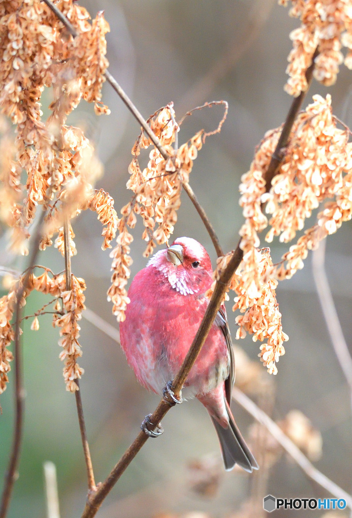 イタドリ食べ放題