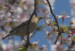 桜にニュウナイスズメ⑱