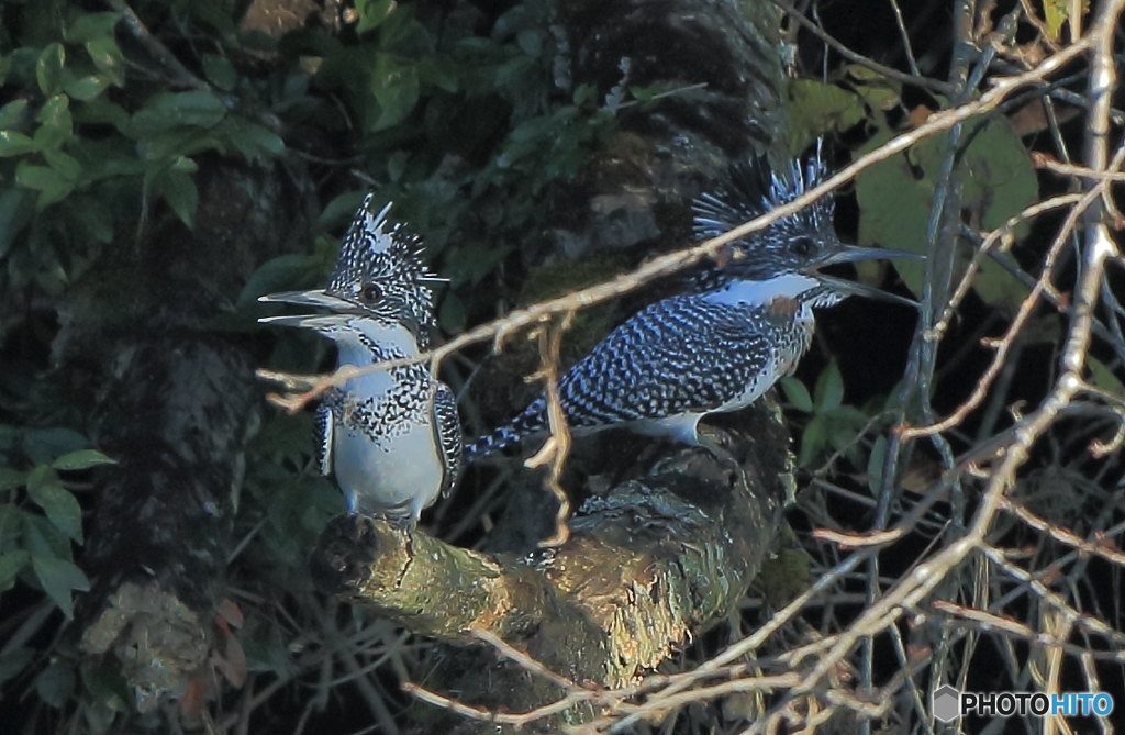 ヤマセミのカップル