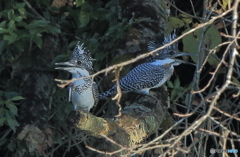 ヤマセミのカップル