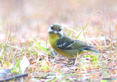 迷鳥キバラガラⅡ