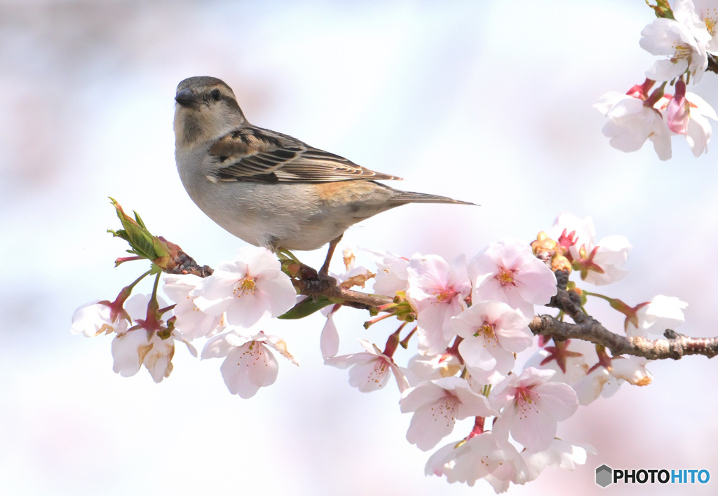 桜にニュウナイスズメ⑨