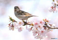 桜にニュウナイスズメ⑨