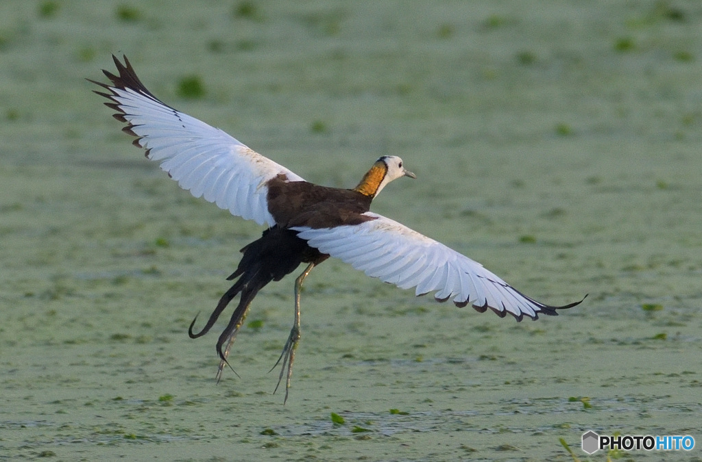 思い出のレンカクさん⑮