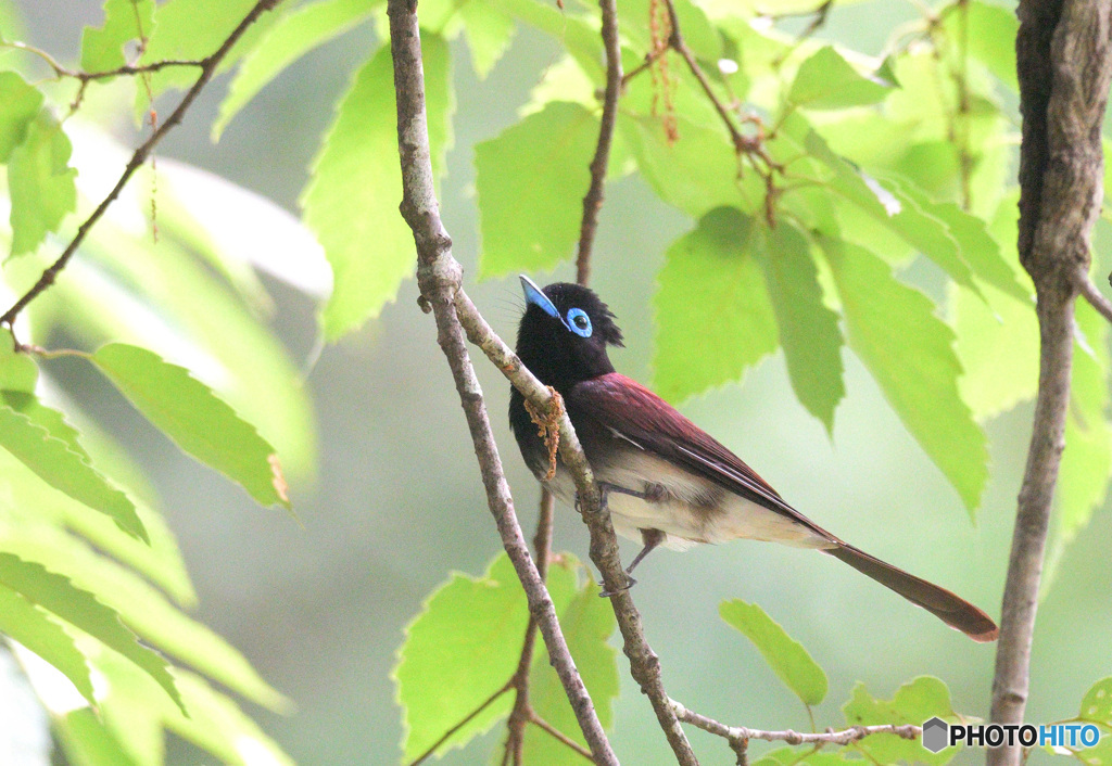 在庫のサンコウチョウ