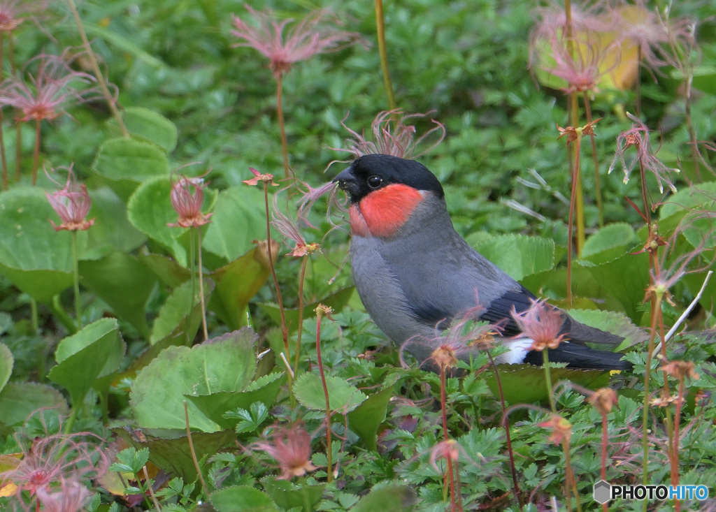 チングルマにウソ