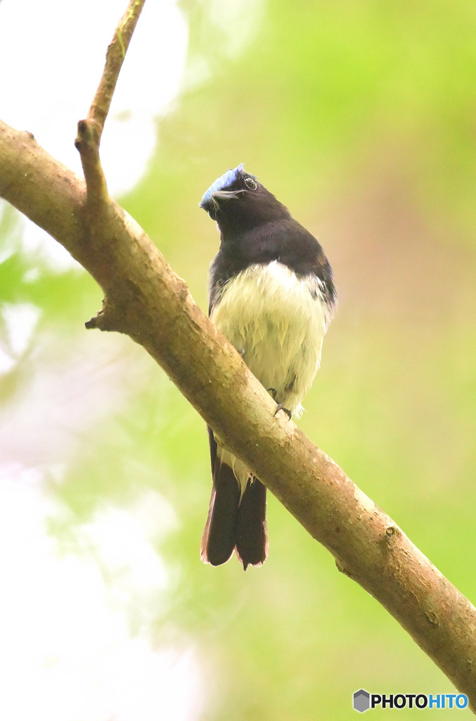 6月のオオルリ君④