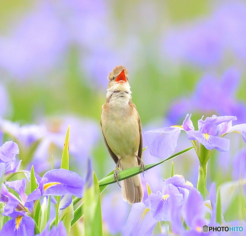 花菖蒲にオオヨシキリ㉗