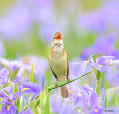 花菖蒲にオオヨシキリ㉗